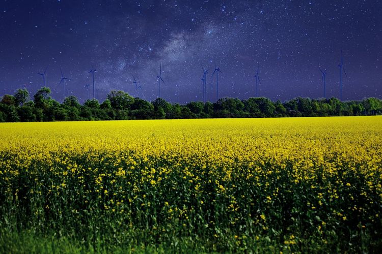 Yellow flowering plants on field against sky at night