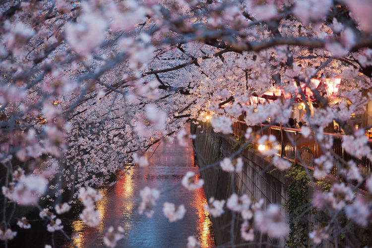 Cherry blossoms over river at dusk during springtime