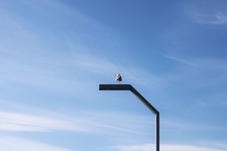 Bird in clear sky. 