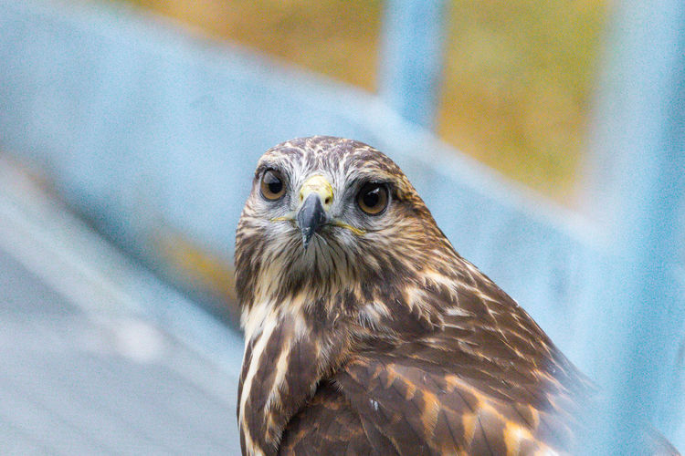 Close-up portrait of common buzzard