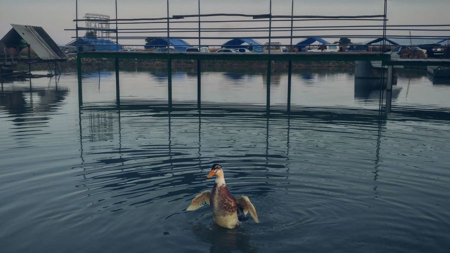 Duck swimming in lake during dusk