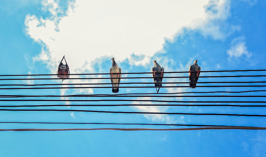 Beautiful bird is on the wire cable. many birds on the electric wunder blue sky at sunny day.