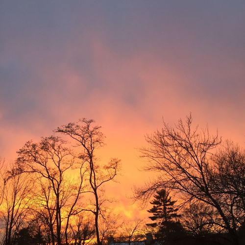Silhouette of trees at sunset