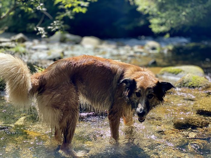 View of two dogs in water