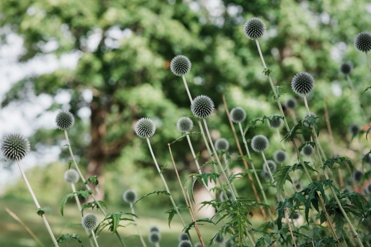Flowers in a green garden in summer in sweden