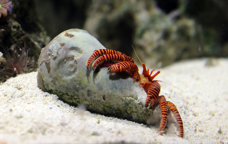 Haloween hermit crab