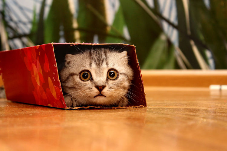Scottish kitten peeking in the box.