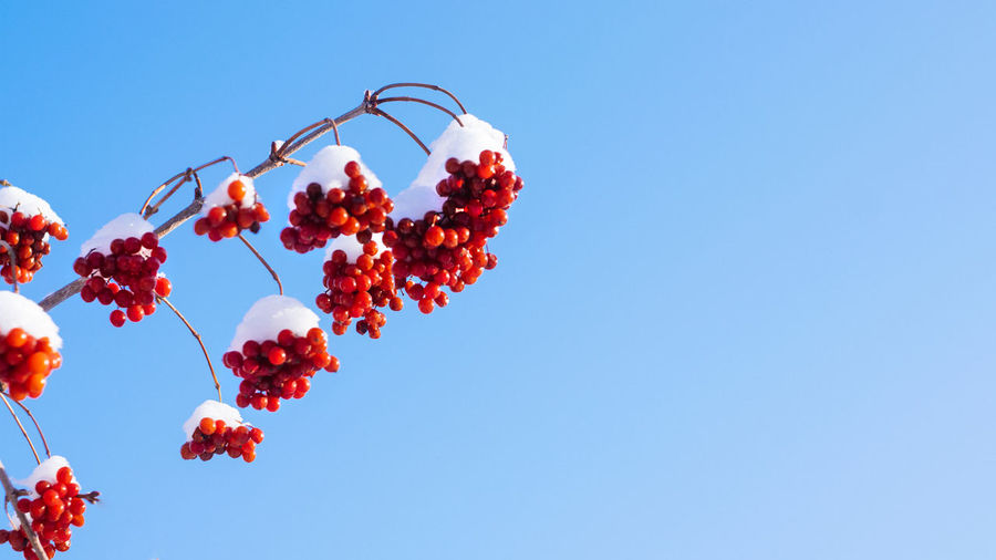 Winter background with snowy red viburnum berries against the blue sky with sunlight