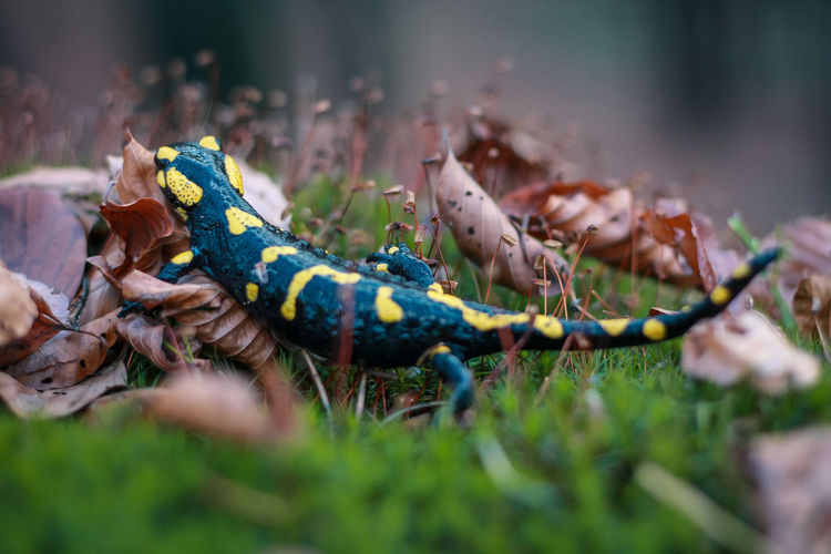 Close up salamandra in dry leaves concept photo