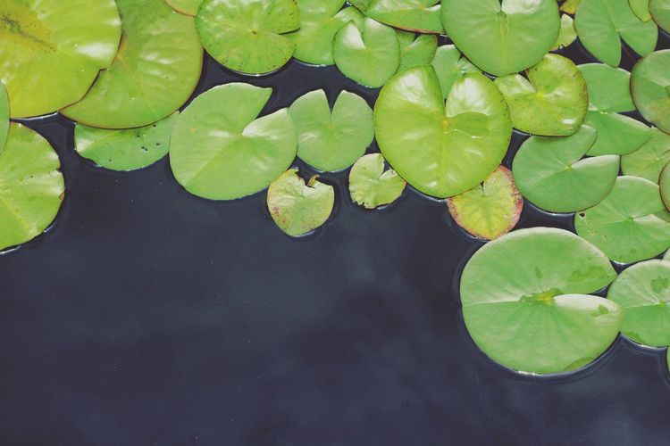 High angle view of leaves floating on lake