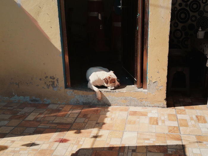 Dog relaxing on door