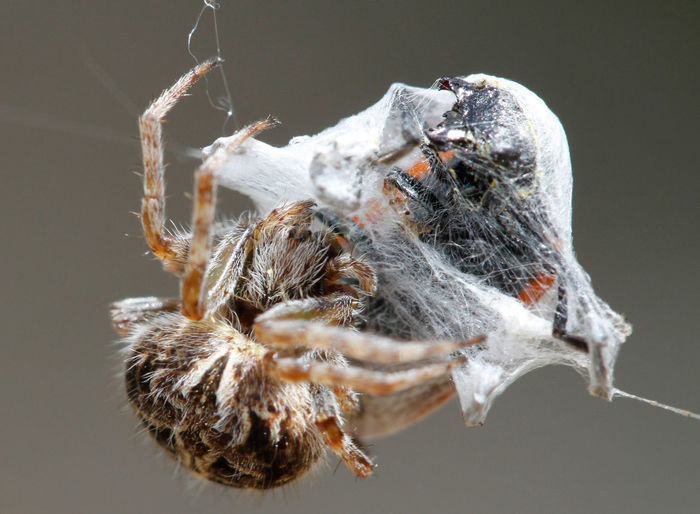 Close-up of silk spider with prey on web