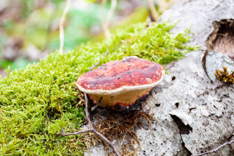 Close-up of a mushroom