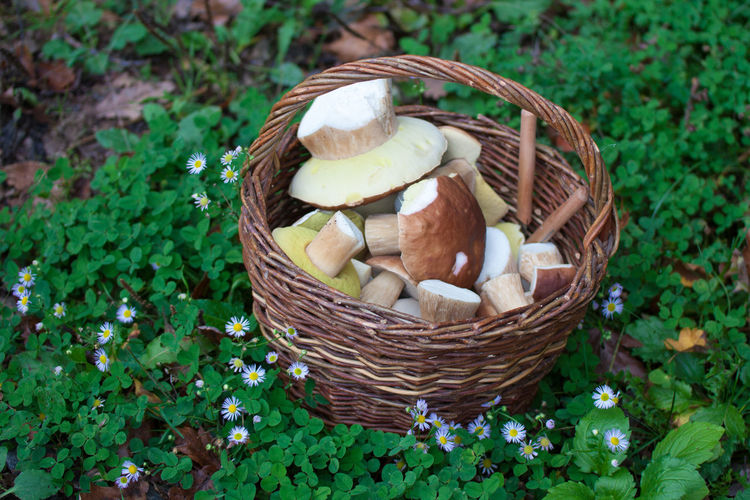 High angle view of mushrooms in basket