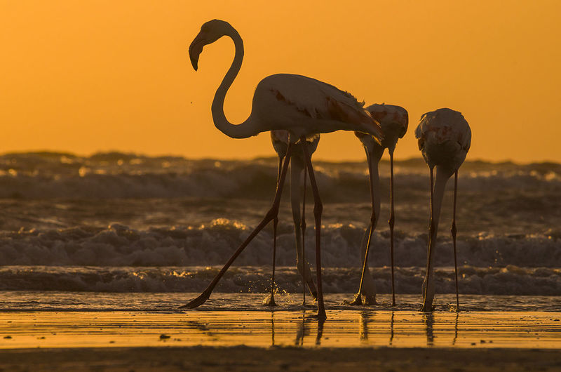 Flamingoes on shore at beach during sunset
