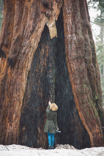 Rear view of woman touching sequoia tree during winter