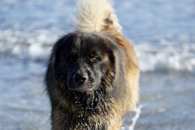 Close-up of dog
