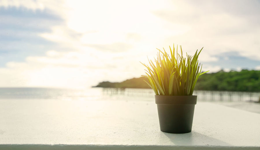 Close-up of plant on table by sea against sky