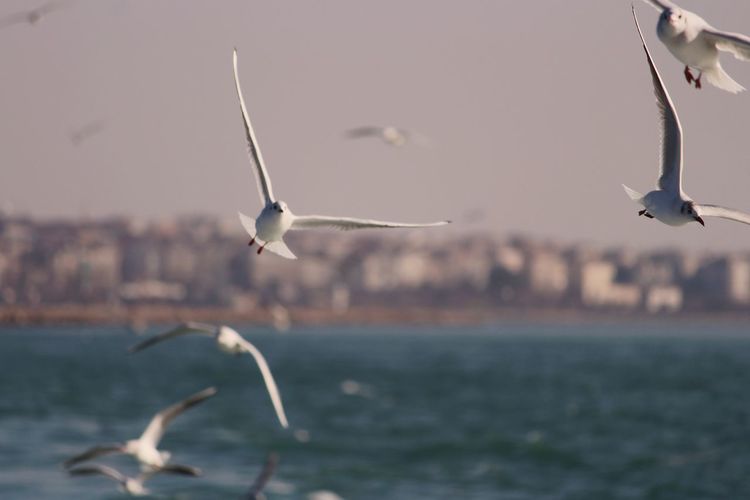 Seagulls flying over  marmara sea