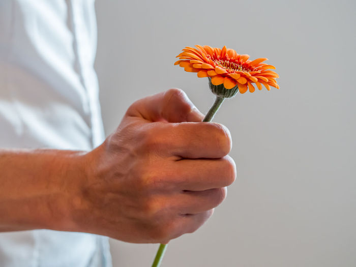 Close-up of hand holding flowering plant against white background