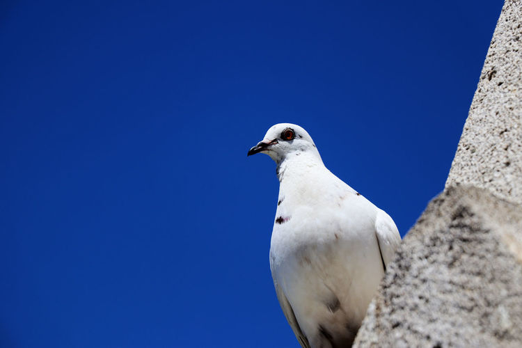 White pigeon - close up