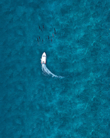 Aerial view of motorboat chasing pod of dolphins in blue sea
