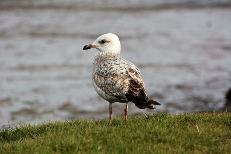 Seagull perching on a land
