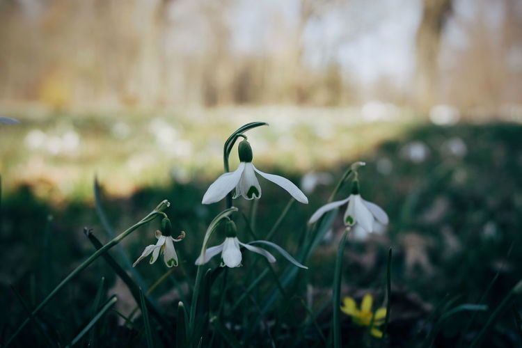 Close-up of white flower on field