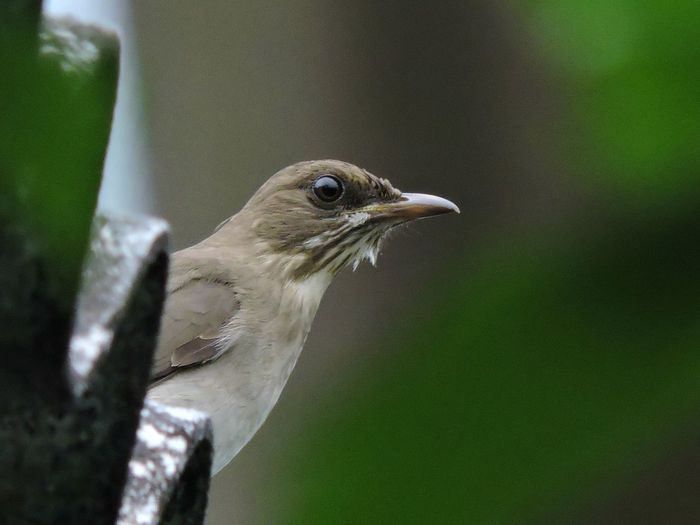 Low angle view of creamy-bellied thrush perching on sheet