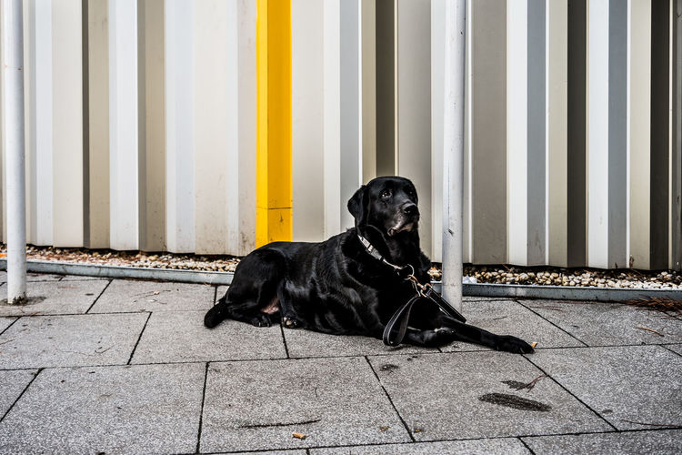 Dog sitting outdoors