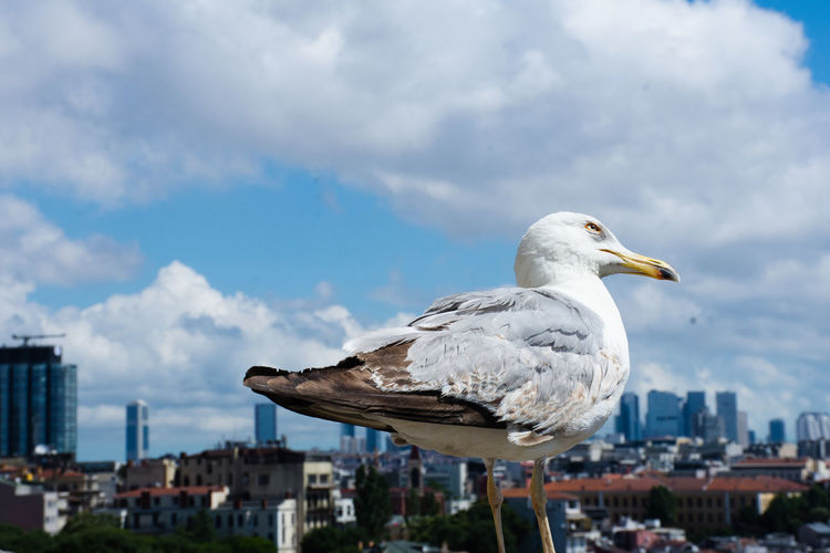 Seagull closeup shot sitting on galata tower in istanbul
