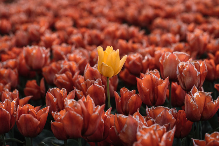 Full frame shot of red tulips