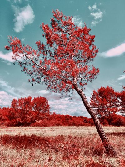 Red flowering tree on field against sky during autumn
