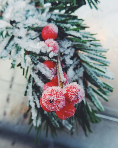 Close-up of frozen red berries during winter