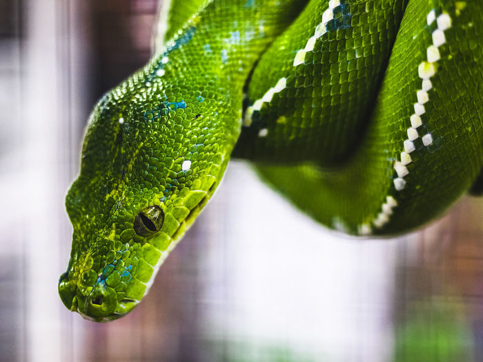 Close-up of green tree python