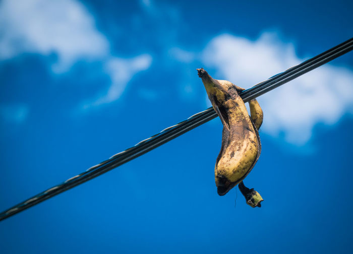 Low angle view of a banana peel against the sky