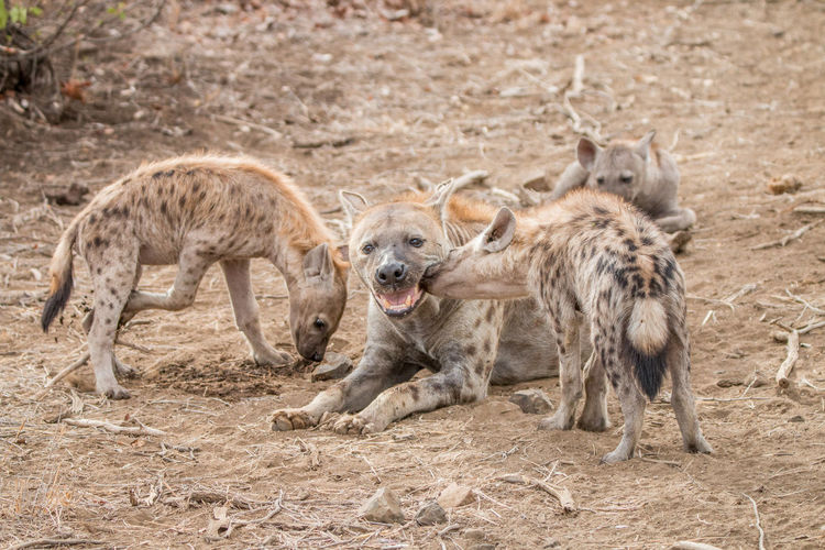 Spotted hyenas relaxing on field