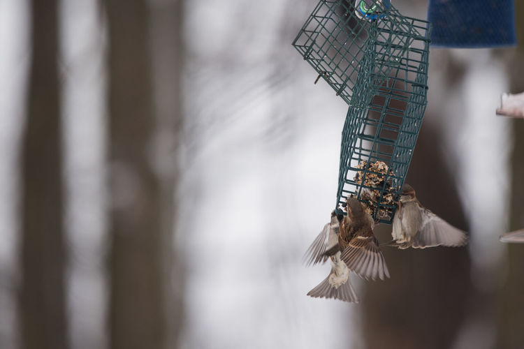 Close-up of bird feeder 