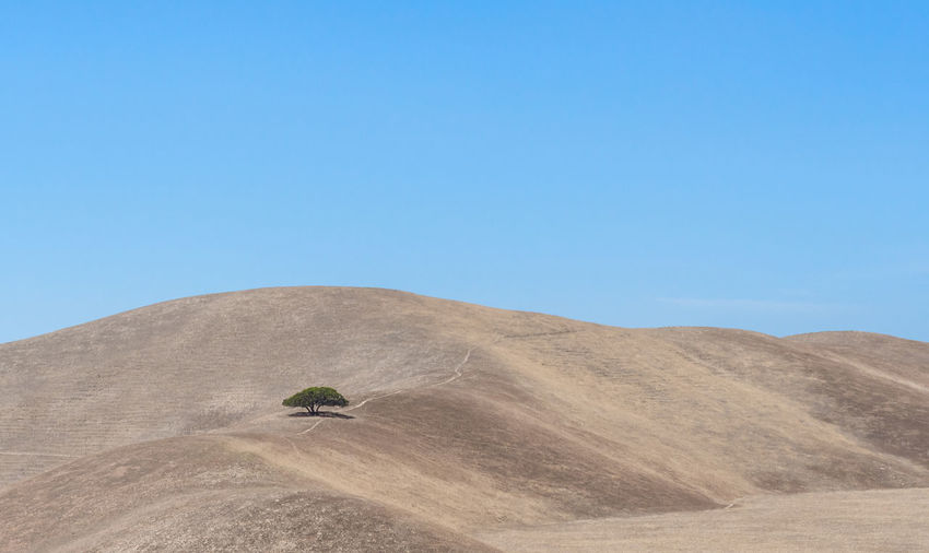 A lone green tree stands proud in a landscape of parched hills