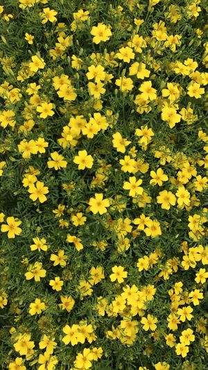 High angle view of yellow flowering plants on field