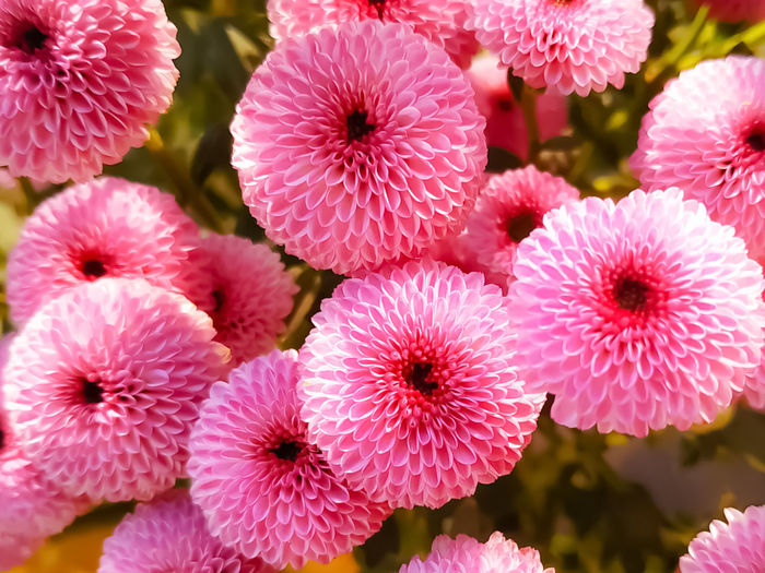 Close-up of pink flowering plants