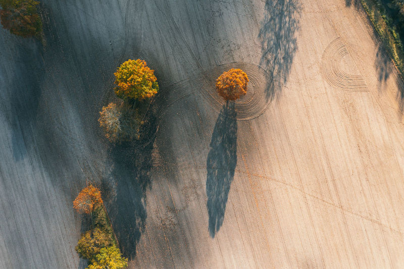 HIGH ANGLE VIEW OF FLOWERING PLANT ON LAND AGAINST TREES