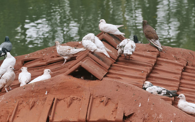 Flock of white pigeons sitting on rooftop tiles, at taki, west bengal