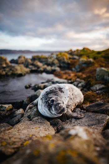 Close-up of seal on rock