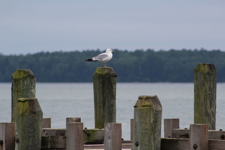 Seagull perching on wooden post