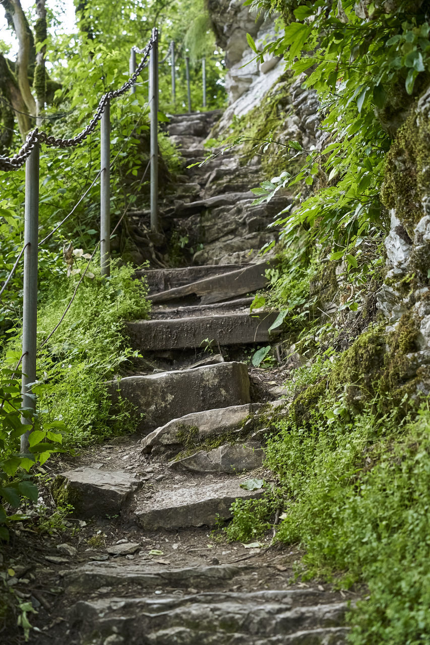 STEPS IN FOREST