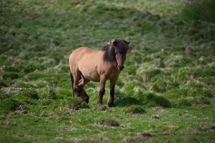 Pony grazing on grass