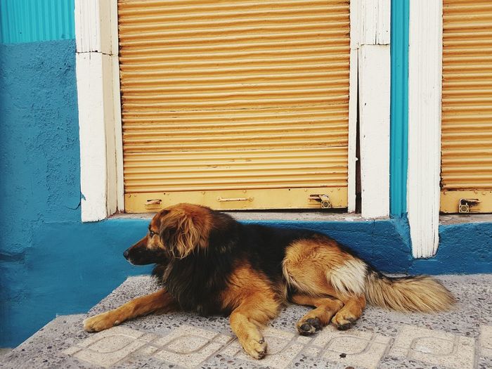 Dog relaxing by door