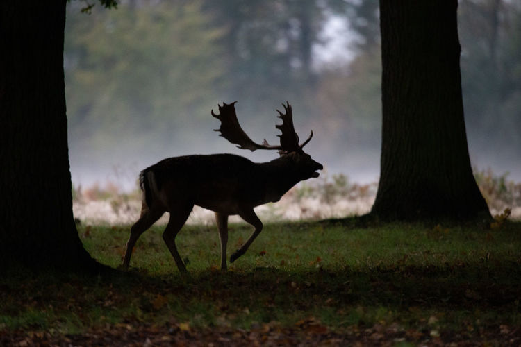 Side view of deer on field in forest