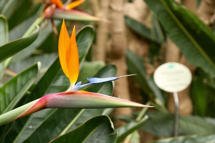 Bird of paradise growing outdoors